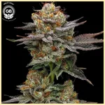 Sticky Bluntz Feminized Seeds featured image