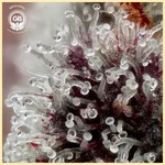 Sticky Bluntz Feminized Seeds additional image 2
