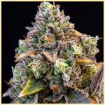 Strawberry Banana Feminized Seeds additional image 1
