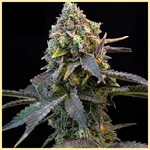 Strawberry Banana Feminized Seeds featured image