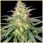 Berry Mix Pack Weed Seeds additional image 3