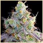 Strawberry Gummies Feminized Seeds additional image 2