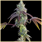 Strawberry Gummies Feminized Seeds featured image
