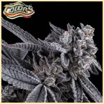 Suga' Shine Feminized Seeds additional image 2