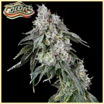 Suga' Shine Feminized Seeds additional image 1