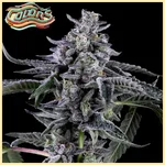 Suga' Shine Feminized Seeds featured image
