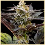 Sugar Black Rose Feminized Seeds featured image