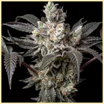 Sweet Mix Pack Weed Seeds additional image 2