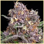 Super Boof Feminized Seeds additional image 1