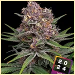 Super Boof Feminized Seeds featured image