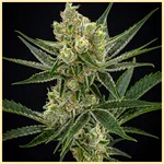 Juice Mix Pack Weed Seeds additional image 3