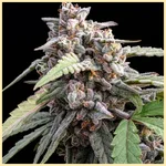 Platinum Mix Pack Weed Seeds additional image 3
