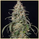 Outdoor Mix Pack Weed Seeds additional image 3