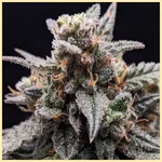 Sweet Tooth Feminized Seeds additional image 1