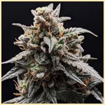 Sweet Tooth Feminized Seeds featured image