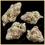 Tangie Feminized Seeds additional image 2