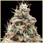 Tangie Feminized Seeds additional image 1