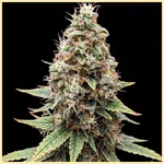 Tangie Feminized Seeds featured image