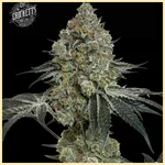 Tangie Queen Feminized Seeds featured image