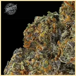 Tangie Queen Feminized Seeds additional image 1
