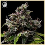 Tenzin Haze Feminized Seeds additional image 2