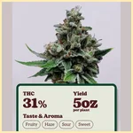 Tenzin Haze Feminized Seeds additional image 1