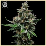 Tenzin Haze Feminized Seeds featured image