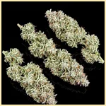 Think Different Autoflower Seeds additional image 2