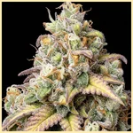 Think Different Autoflower Seeds additional image 1