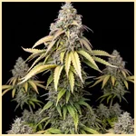 Think Different Autoflower Seeds featured image