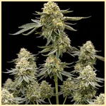 Triple XL Autoflower Seeds featured image