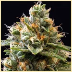 True OG Feminized Seeds additional image 1
