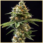 True OG Feminized Seeds featured image
