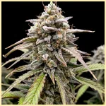 Autoflower Sweet Mix Pack Seeds additional image 3