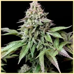 Baking Mix Pack Weed Seeds additional image 3
