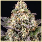 White Gold Autoflower Seeds additional image 1