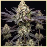 White Gold Autoflower Seeds featured image