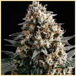 White Runtz Autoflower Seeds additional image 1