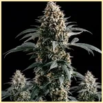 White Runtz Autoflower Seeds featured image