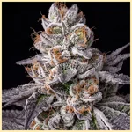 White Runtz Feminized Seeds additional image 1