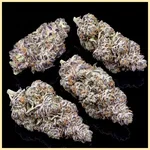 White Truffle Autoflower Seeds additional image 2