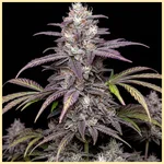 White Truffle Autoflower Seeds featured image