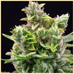 White Wedding Autoflower Seeds additional image 1
