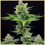 White Wedding Autoflower Seeds featured image