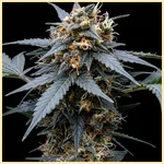 Beginner Mix Pack Weed Seeds additional image 1