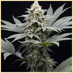 Widow Mix Pack Weed Seeds additional image 1