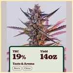 Yuzu Euphoria Autoflower Seeds additional image 1