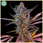 Yuzu Euphoria Autoflower Seeds featured image