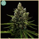 Yuzu Sour Feminized Seeds featured image