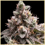 Zkittlez Autoflower Seeds additional image 1